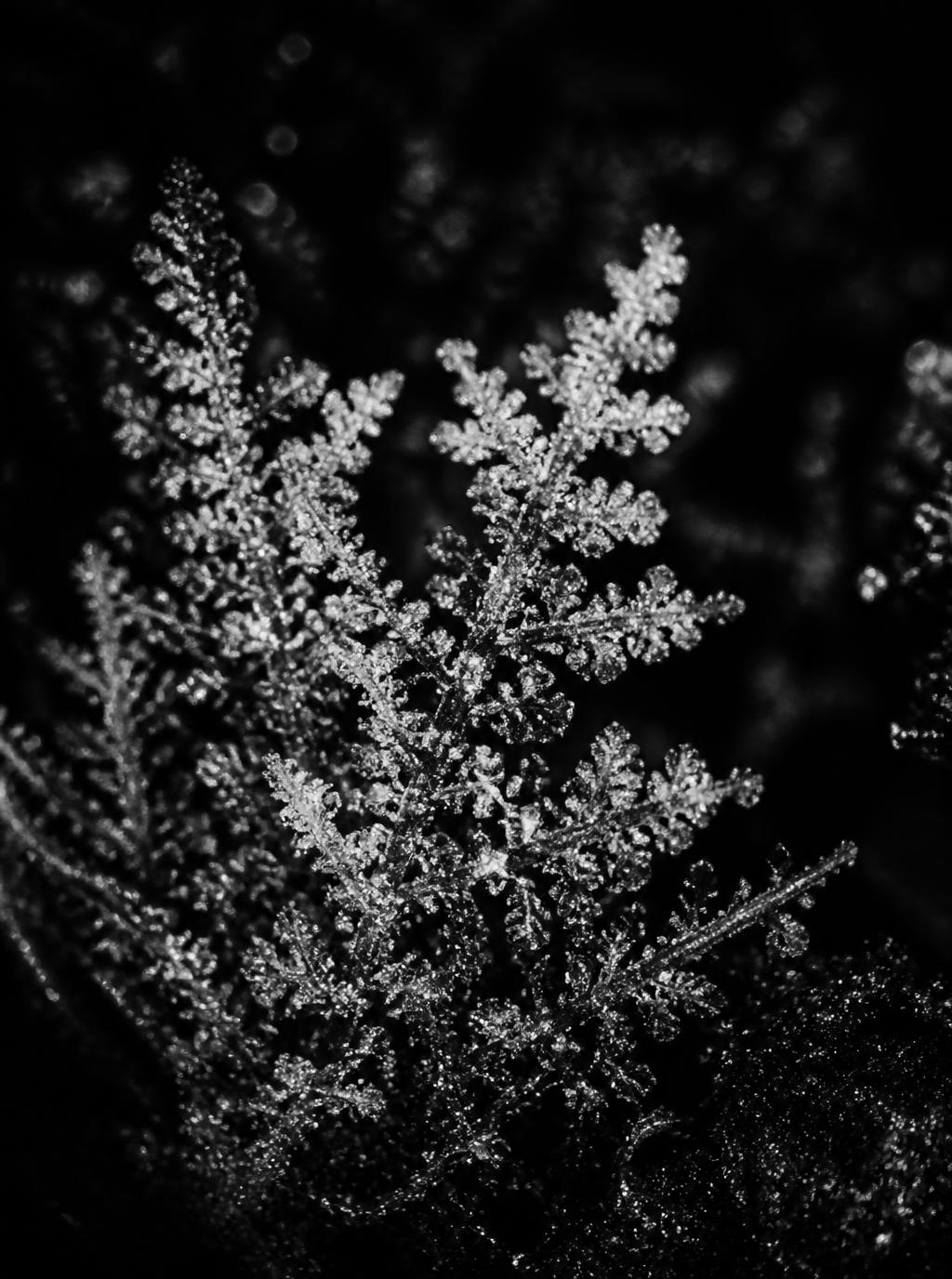 Macro photograph of fine branching crystalline structures